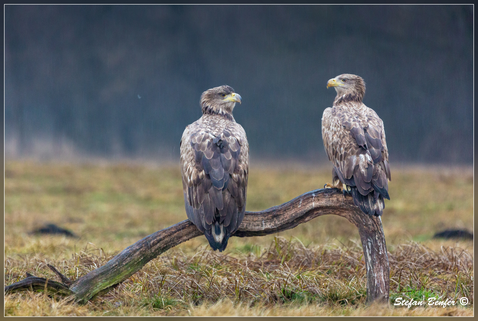 2 Seeadler im Regen