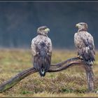 2 Seeadler im Regen