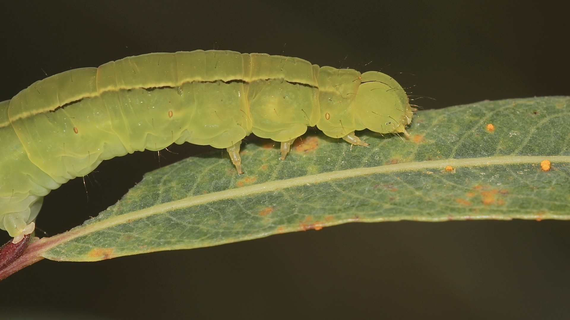 (2) Seitliche Nahaufnahme der Zackeneulen-Raupe (Scoliopterix libatrix)