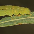 (2) Seitliche Nahaufnahme der Zackeneulen-Raupe (Scoliopterix libatrix)