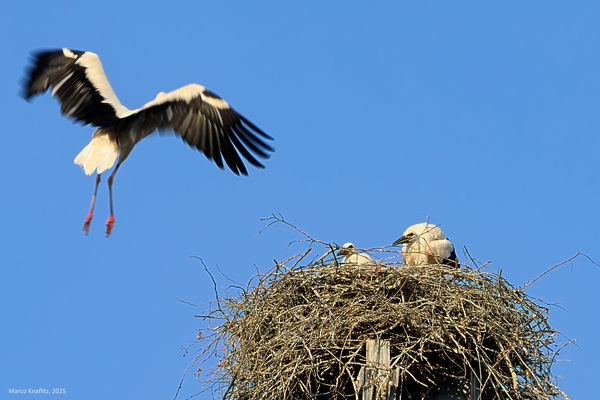 2 - Sequenza dall'attesa alla merenda ed infine alle prove di volo