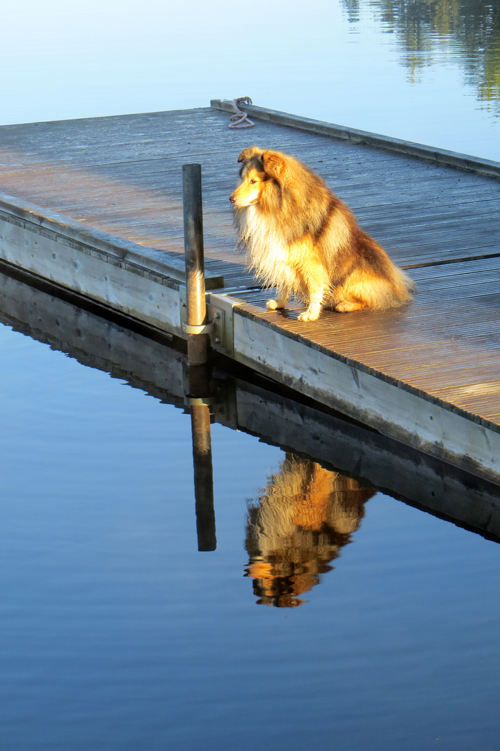 2 Shelties in der Morgensonne