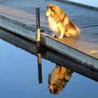 2 Shelties in der Morgensonne