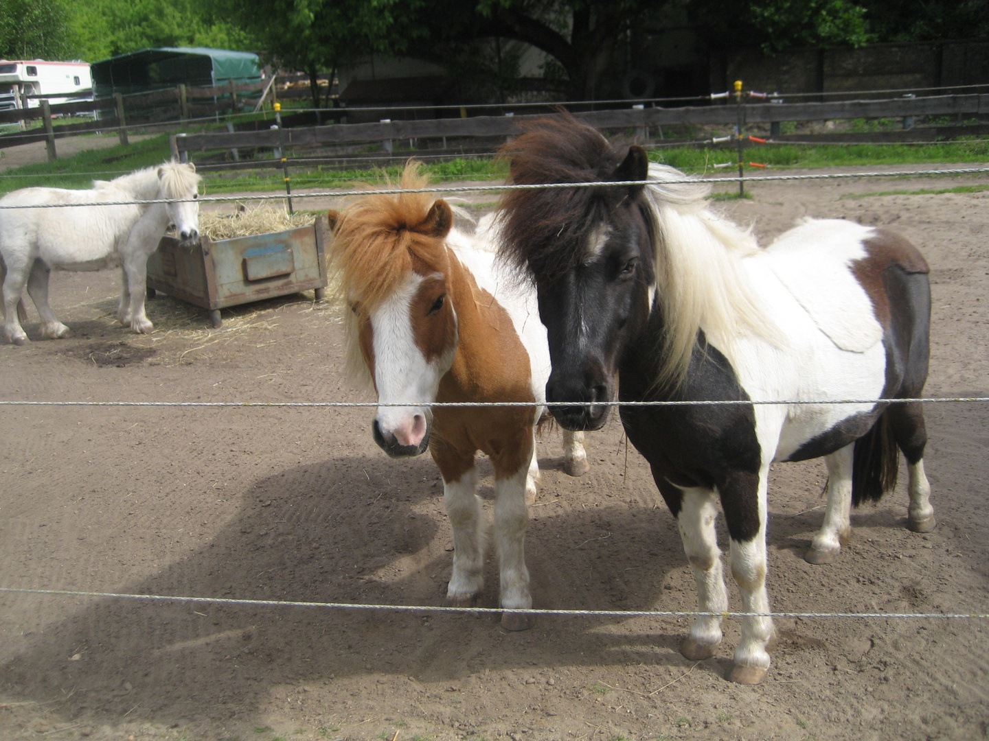 2 Shettys in Brandenburg