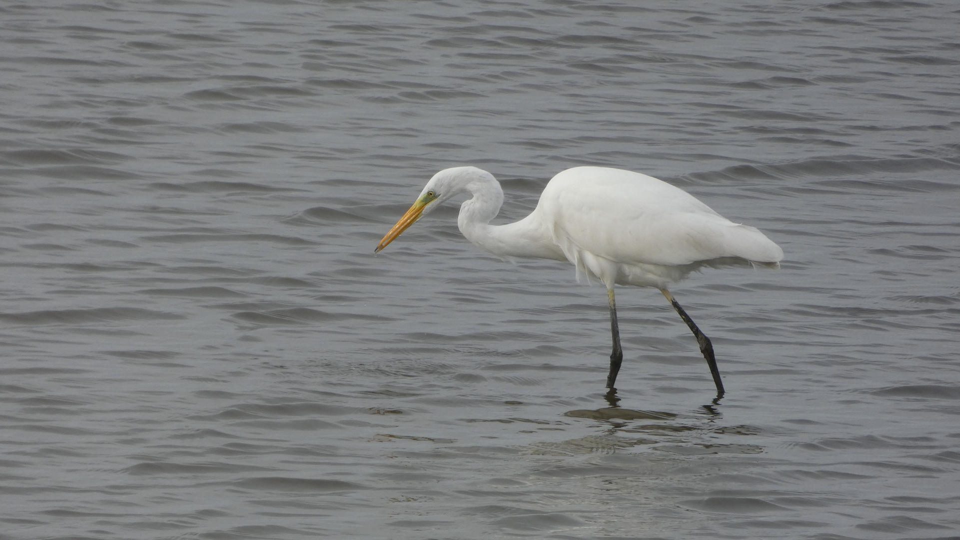 (2) Silberreiher (Ardea alba)