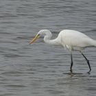 (2) Silberreiher (Ardea alba)