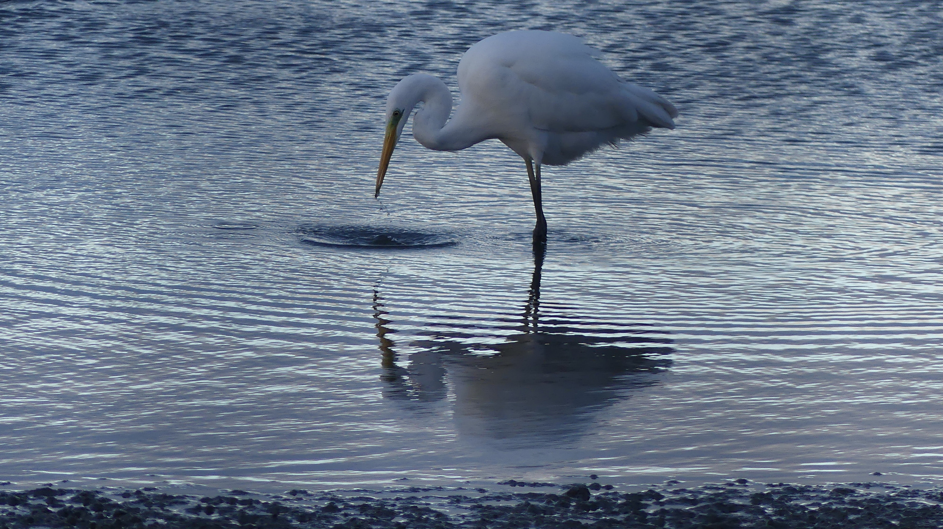 (2) Silberreiher (Ardea alba)