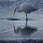 (2) Silberreiher (Ardea alba)