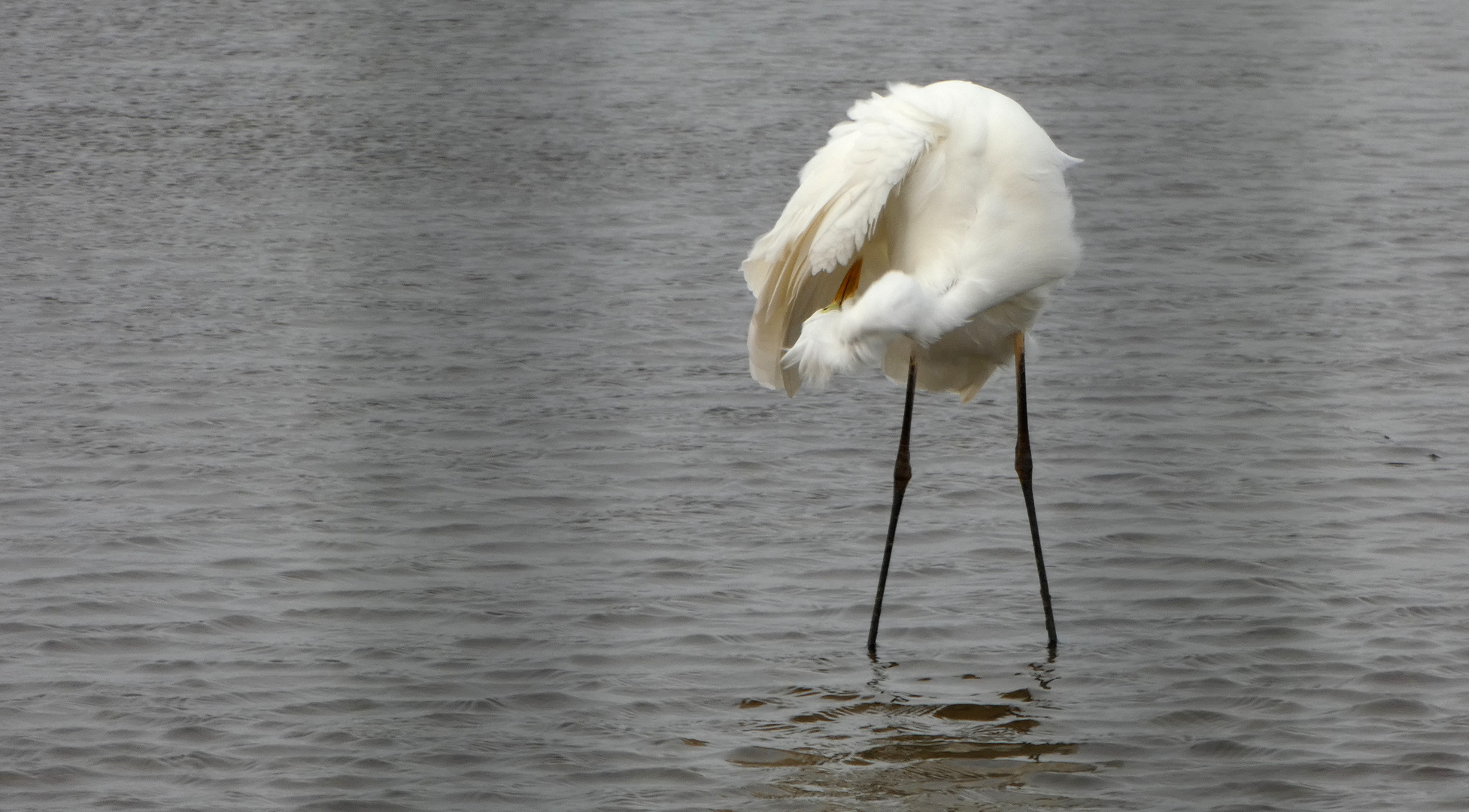 (2) Silberreiher (Ardea alba)