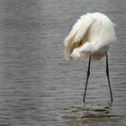 (2) Silberreiher (Ardea alba)