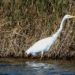 (2) Silberreiher (Ardea alba)...