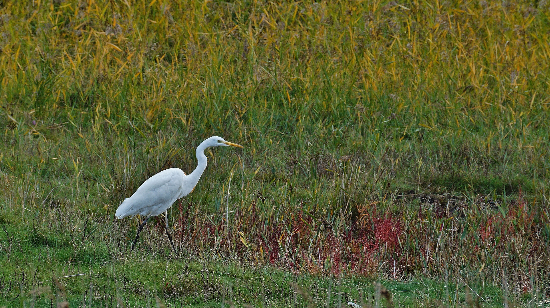 (2) Silberreiher (Ardea alba) 