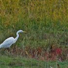 (2) Silberreiher (Ardea alba) 