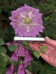 (2) So eine schöne PSEUDO-PELORIE am Roten Fingerhut (Digitalis purpurea) ...