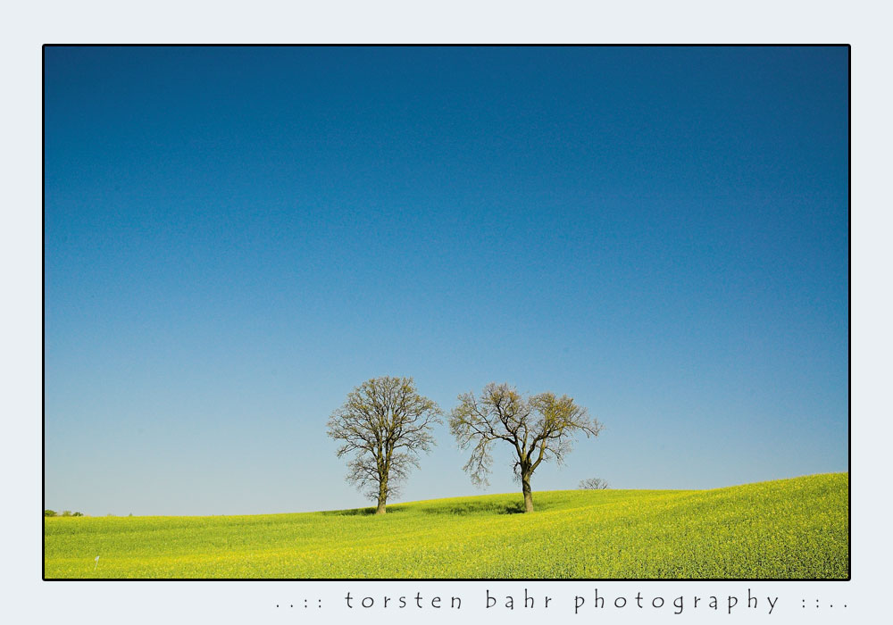 2 Solitaire im Rapsfeld