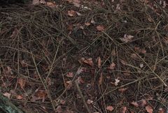 ( 2) SONNTAGSRÄTSEL vom 4.2.18 - Roter Tannenbecherling (Pithya vulgaris)
