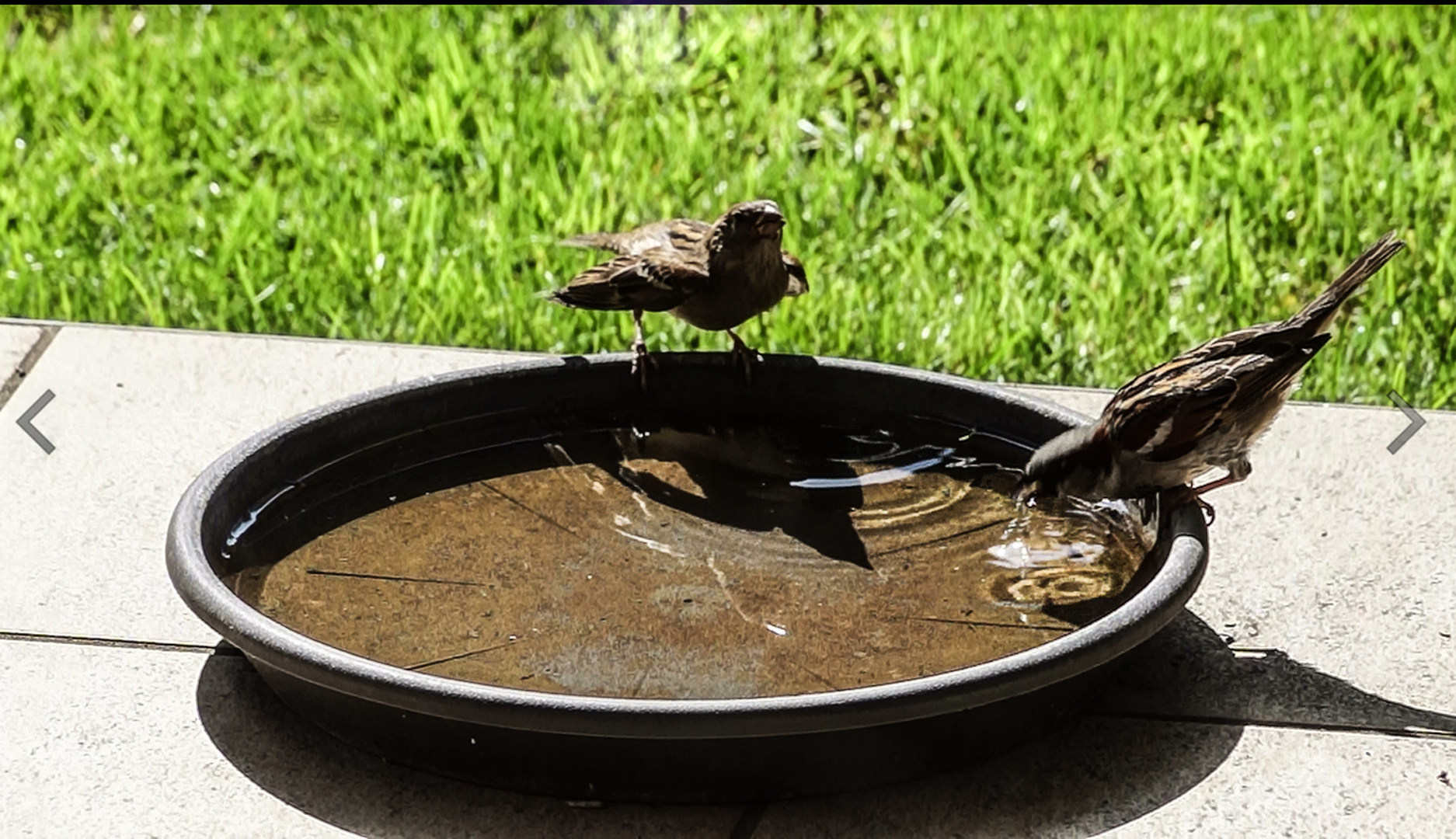 2 Sperlinge an der Wasserstelle