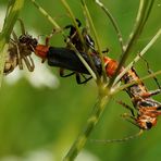 2 Spinnen, 2 Weichkäfer und eine Ameise