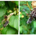 2 Spinnen - Futter auf Vorrat - So kann das Opfer nie entkommen