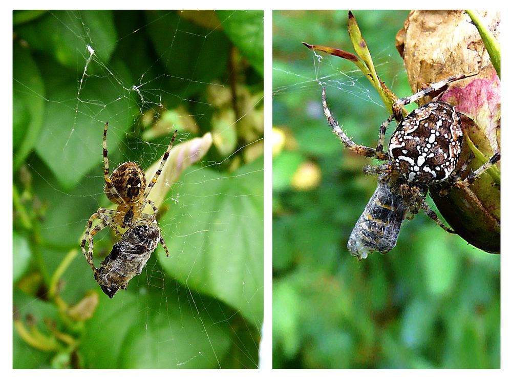 2 Spinnen - Futter auf Vorrat - So kann das Opfer nie entkommen