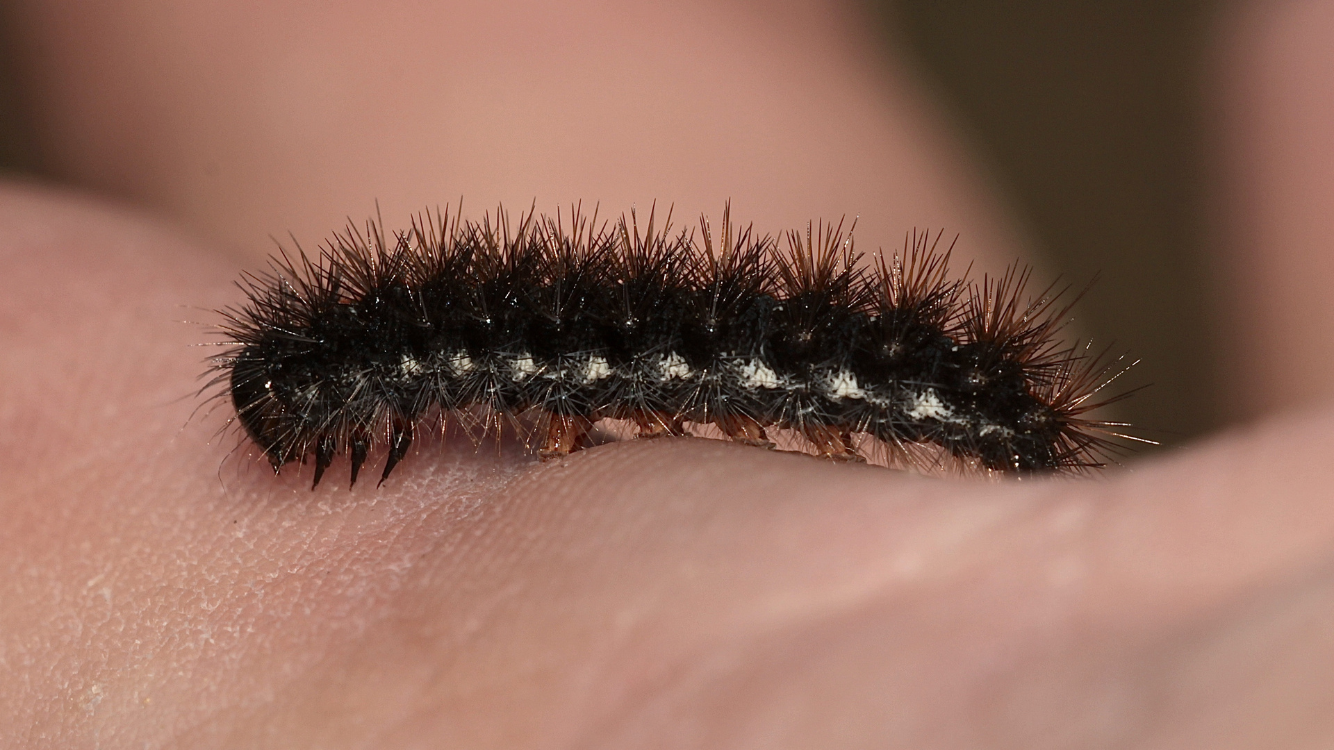 (2) SPIRIS STRIATA - DER GESTREIFTE GRASBÄR