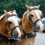 "2 Stars" beim Kutschenkorso in Kirchhellen