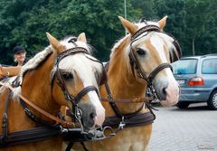 "2 Stars" beim Kutschenkorso in Kirchhellen