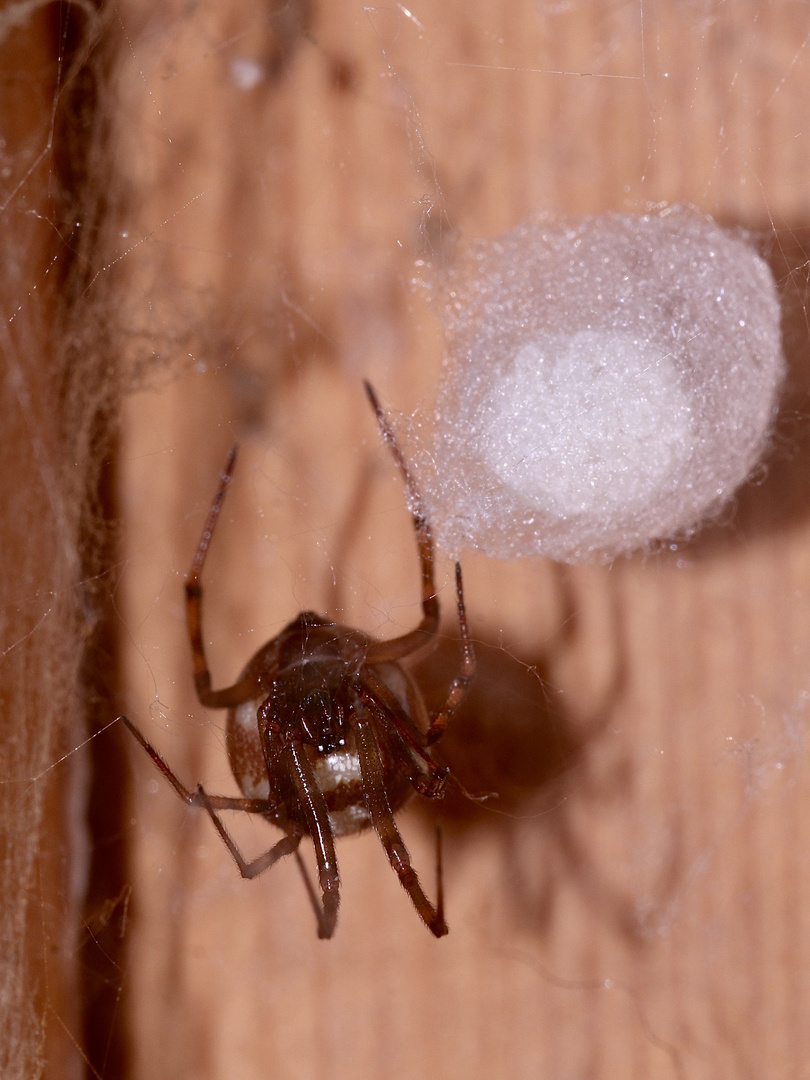 (2) Steatoda triangulosa, eine Kugelspinne (Fam. Theridiidae)