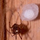 (2) Steatoda triangulosa, eine Kugelspinne (Fam. Theridiidae)