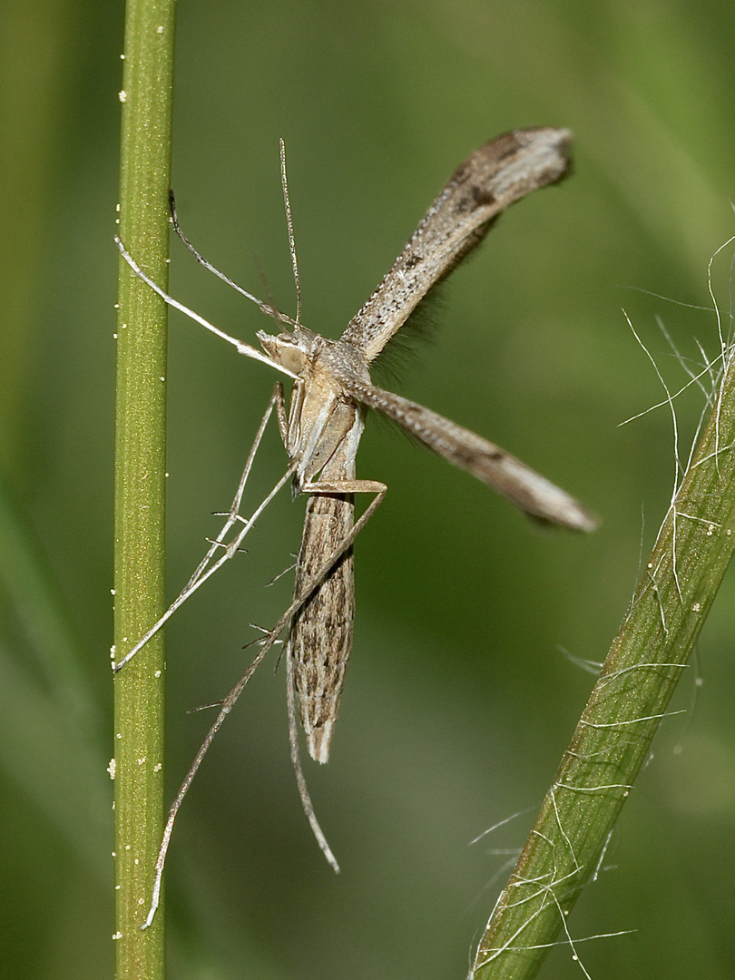(2) STENOPTILIA (cf.) BIPUNCTIDACTYLA Foto & Bild natur, bayern