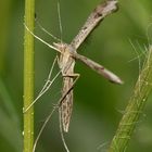 (2) STENOPTILIA (cf.) BIPUNCTIDACTYLA - ...