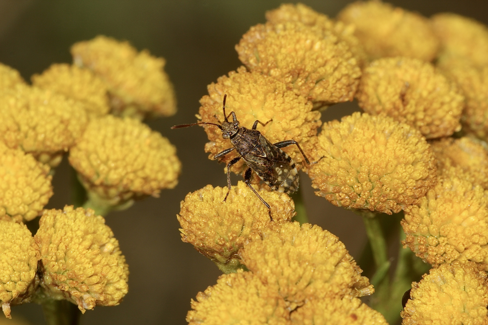 (2) Stictopleurus punctatonervosus, eine Wanze (Familie Glasflügelwanzen, Rhopalidae)