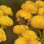 (2) Stictopleurus punctatonervosus, eine Wanze (Familie Glasflügelwanzen, Rhopalidae)