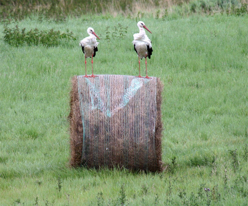 2 Störche auf der Rolle