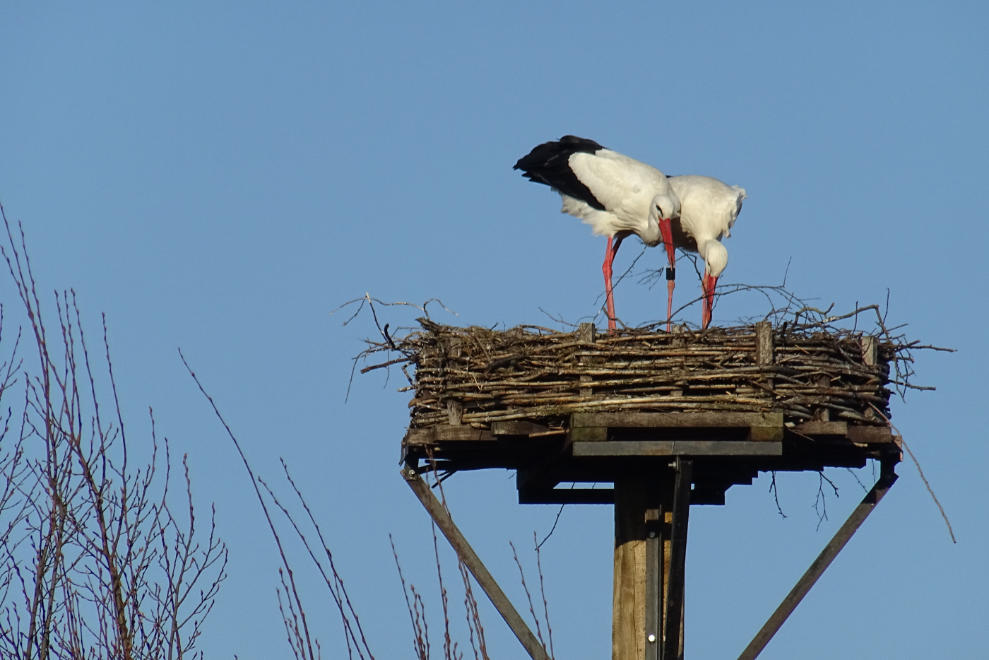 2 Störche beim Nestbau