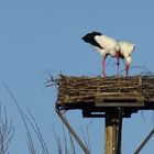 2 Störche beim Nestbau