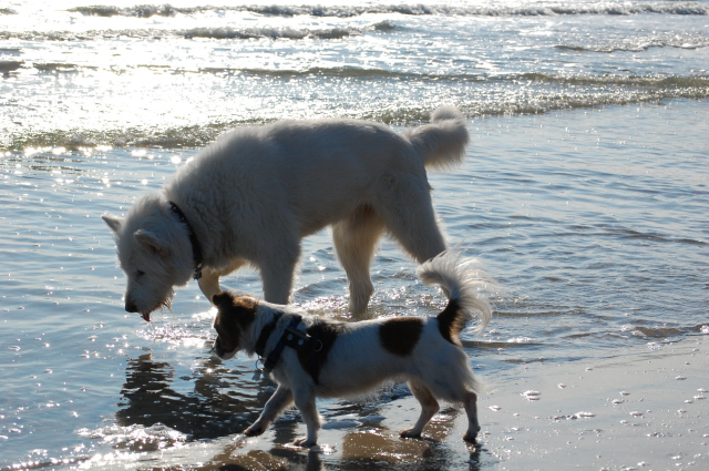 2 Strandgänger