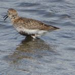 (2) Strandläufer (Calidris) 