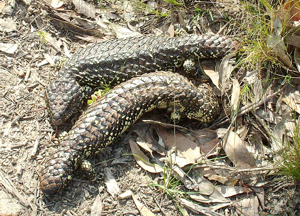 2 Stumpy Tail Lizards am Wanderweg