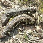 2 Stumpy Tail Lizards am Wanderweg