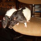 2 SÜSE RATTEN