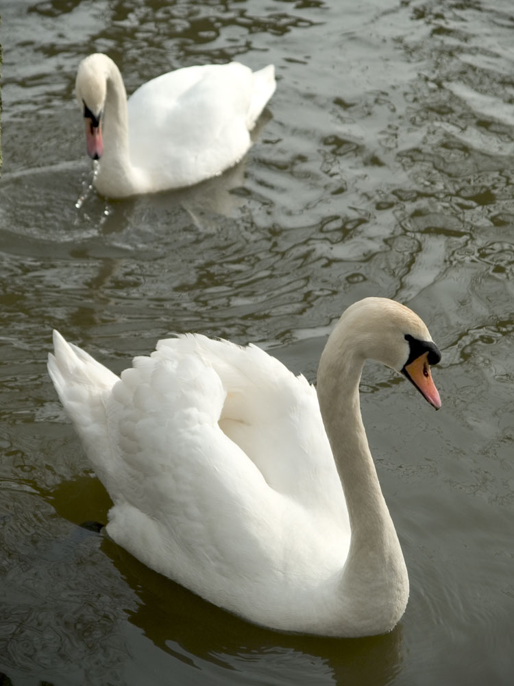 2 Swans on an English village pond