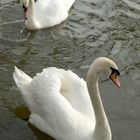 2 Swans on an English village pond