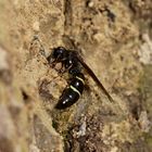 (2) Symmorphus allobrogus holt Lehm für ihr Nest