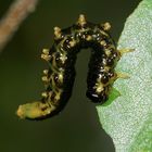 (2) Synchronballett der Blattwespenlarven von Craesus latipes