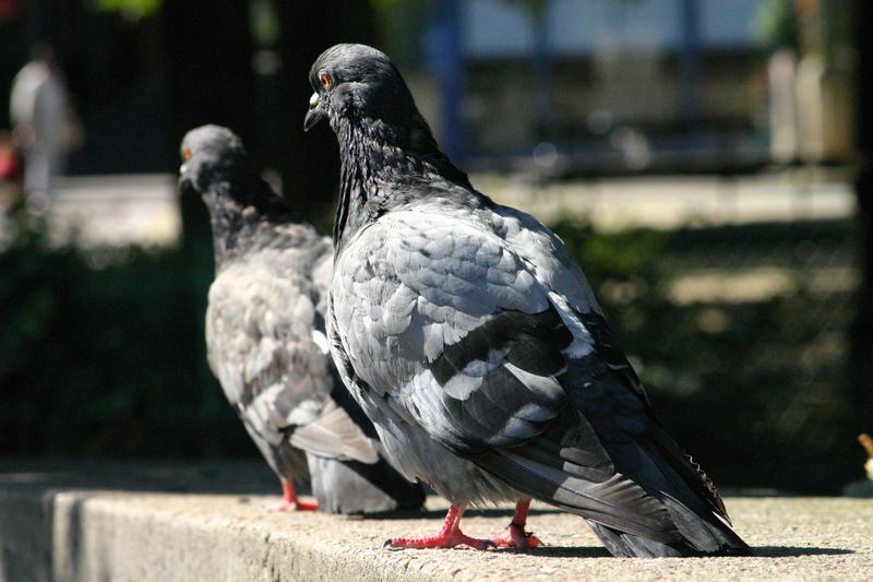 2 Tauben - mal ganz unspektakulär und unbearbeitet