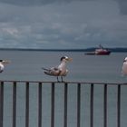 2 Terns And 1 Gull