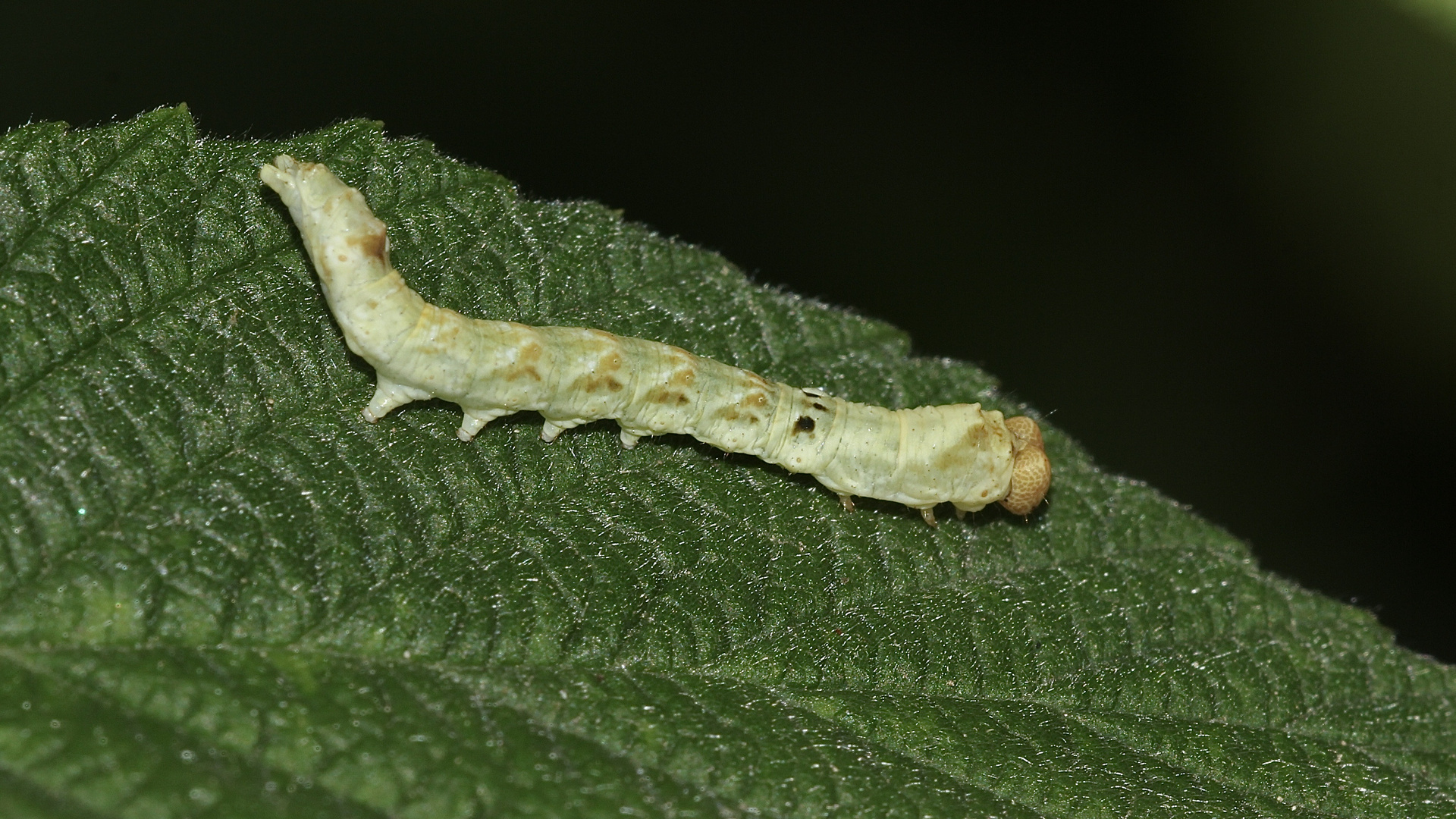 (2) Thyatira batis, die Roseneule (Fam. Drepanidae, Sichelflügler)