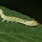 (2) Thyatira batis, die Roseneule (Fam. Drepanidae, Sichelflügler)