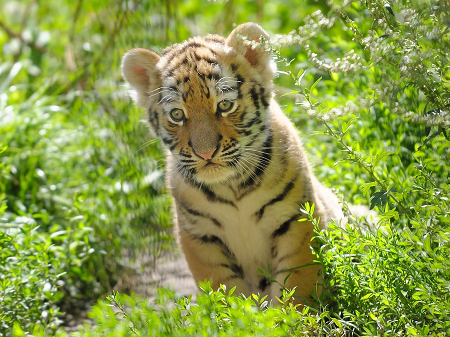 2. Tigerbaby Serie I Foto & Bild | tiere, zoo, wildpark & falknerei